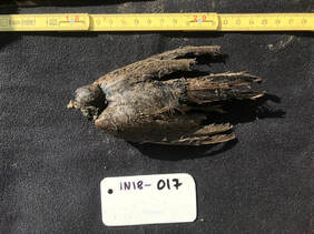a photo of a frozen, 46,000-year-old bird