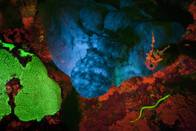 Biofluorescence photographed off Little Cayman Island.